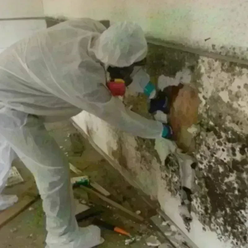 Mold Remediation and Removal in Quinton, OK